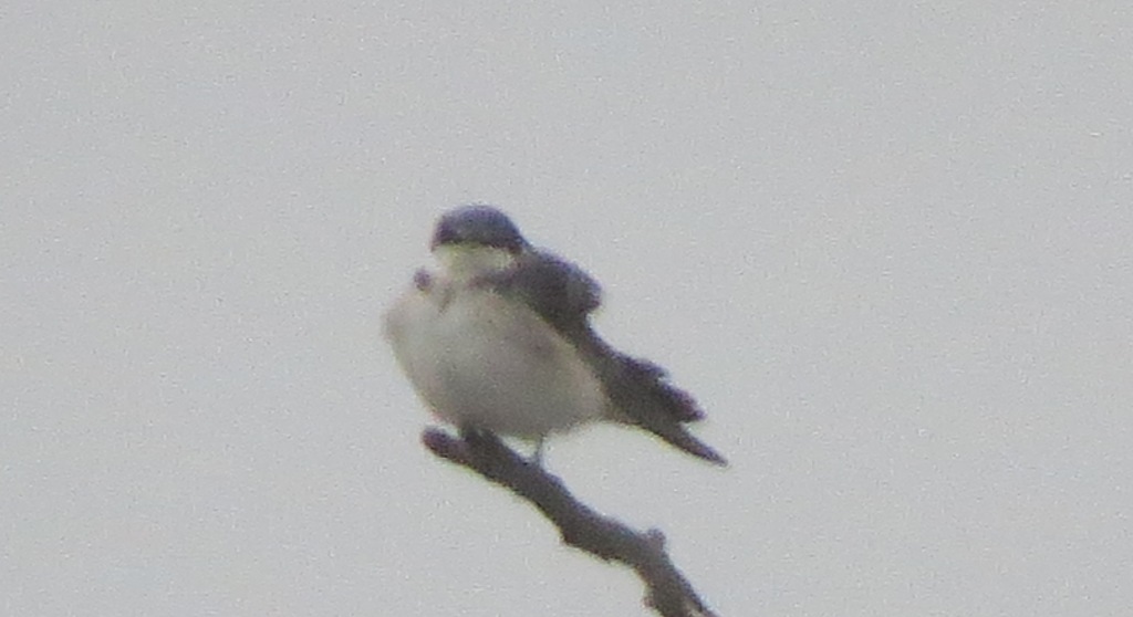 Foto Golondrina Ceja Blanca