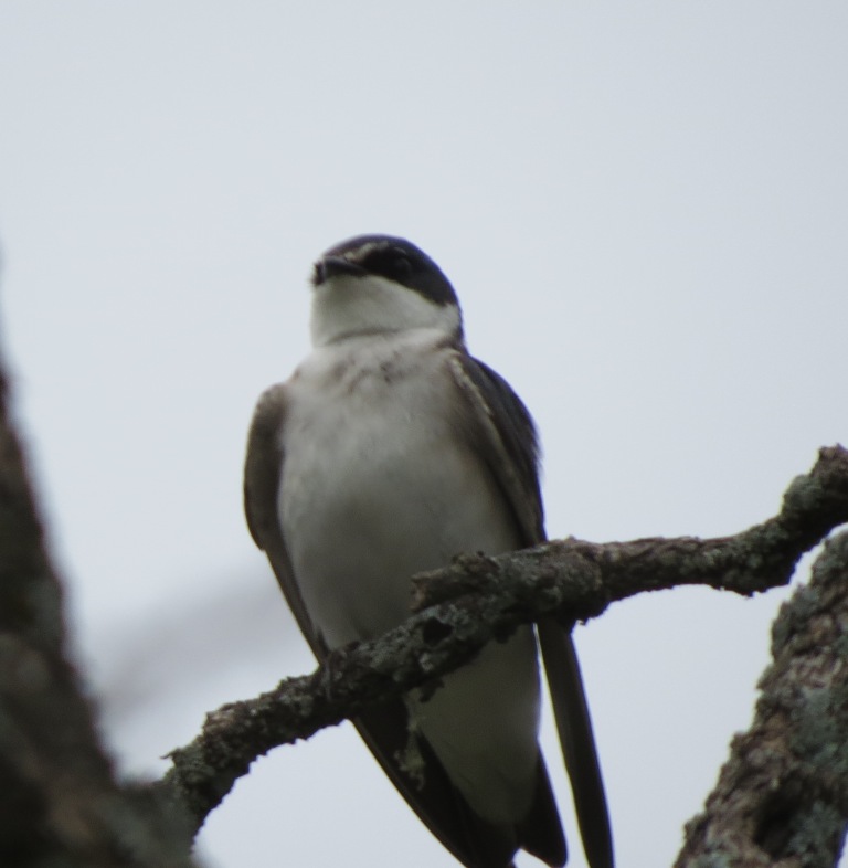 Foto Golondrina Ceja Blanca