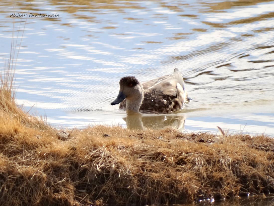 Foto Pato Crestón