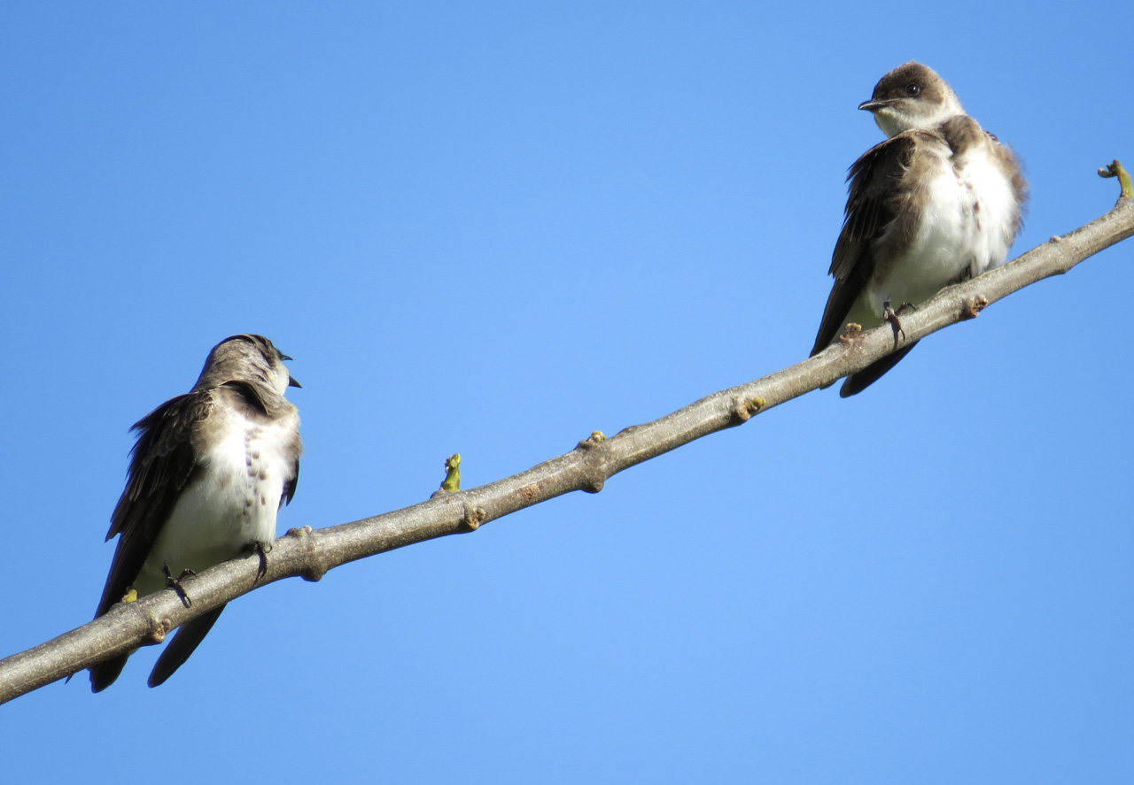 Foto Golondrina Parda