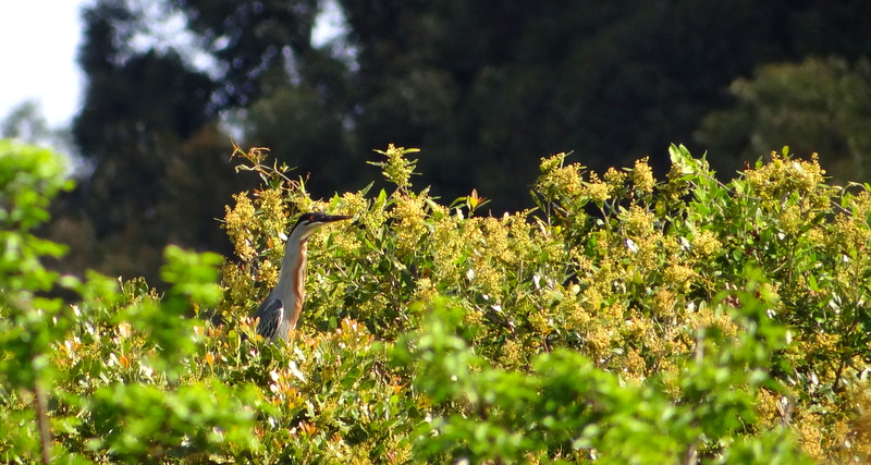 Photo Garcita Azulada