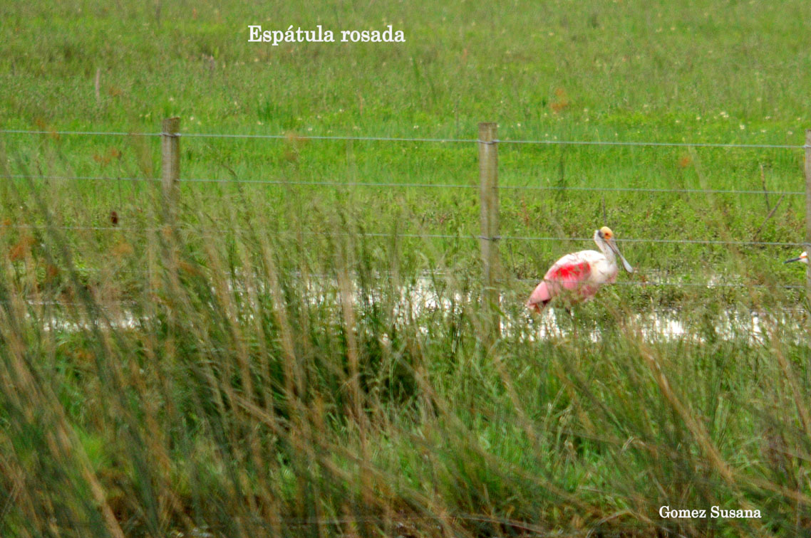 Foto Espátula Rosada