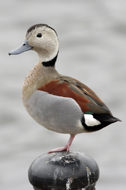Foto Pato de Collar