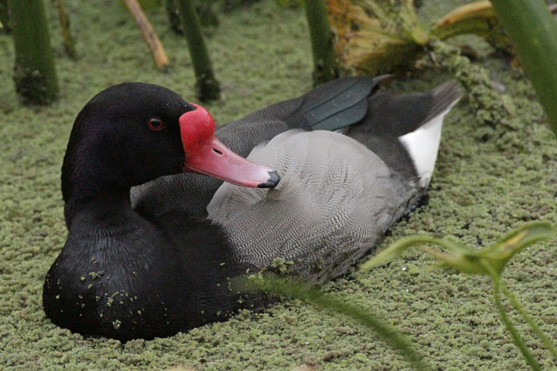 Foto Pato Picazo