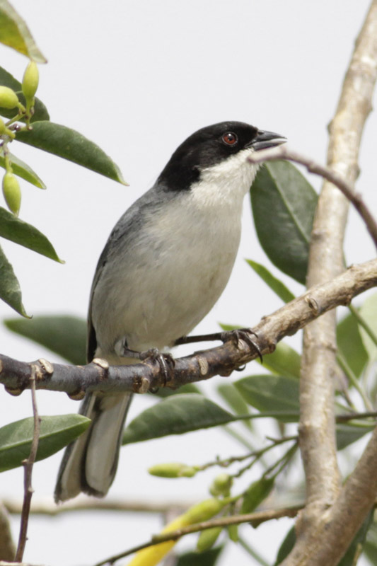 Foto Monterita Cabeza Negra