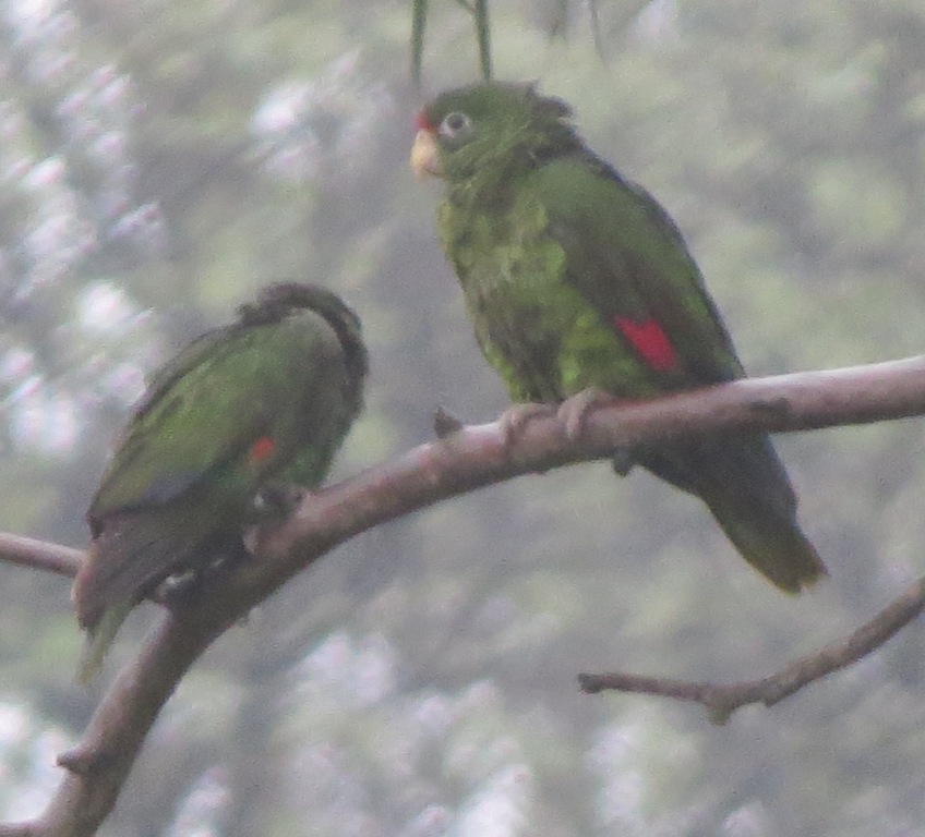 Photo Loro Alisero