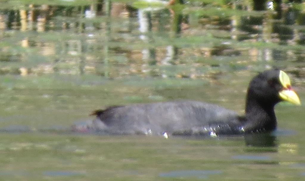 Photo Gallareta Ligas Rojas