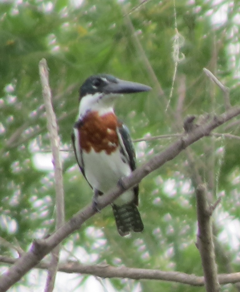 Foto Martín Pescador Mediano