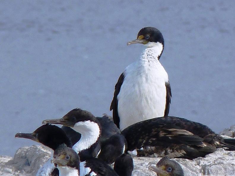 Foto Cormorán Imperial