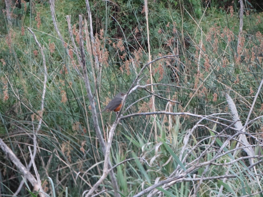 Foto Zorzal Colorado