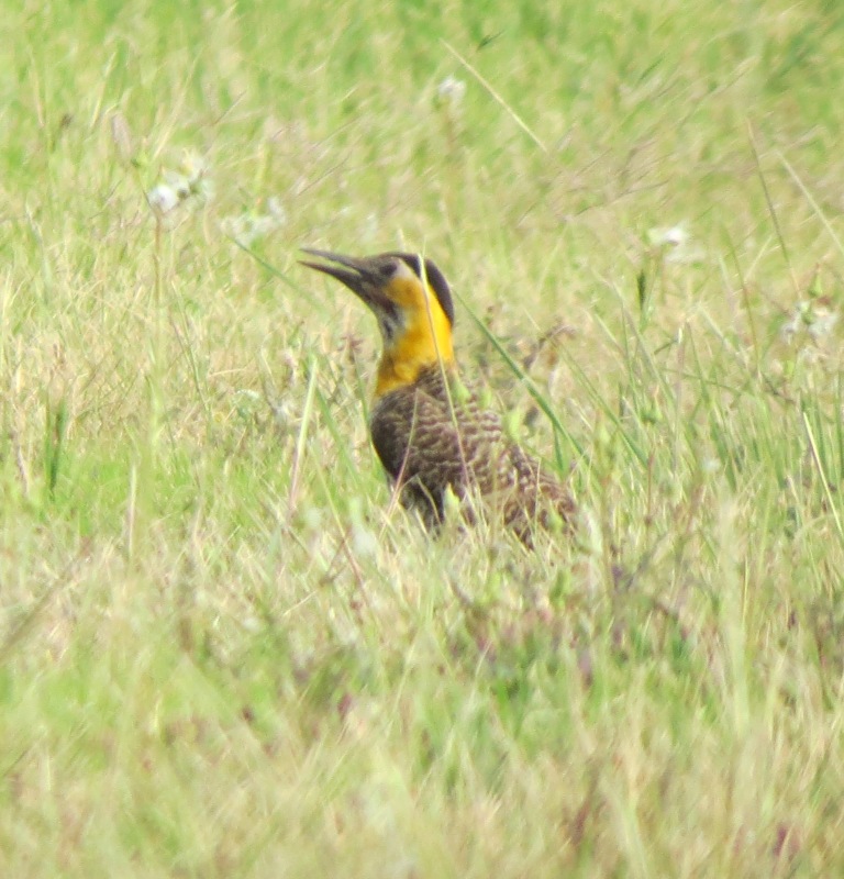 Foto Carpintero Campestre