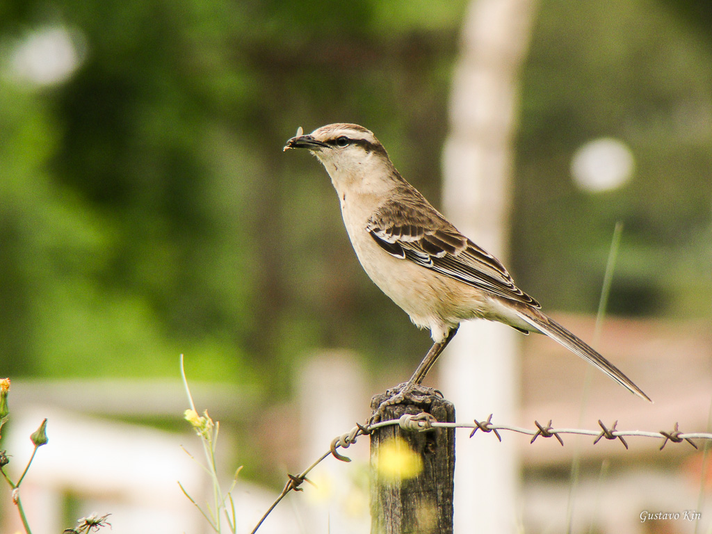 Photo Calandria Grande