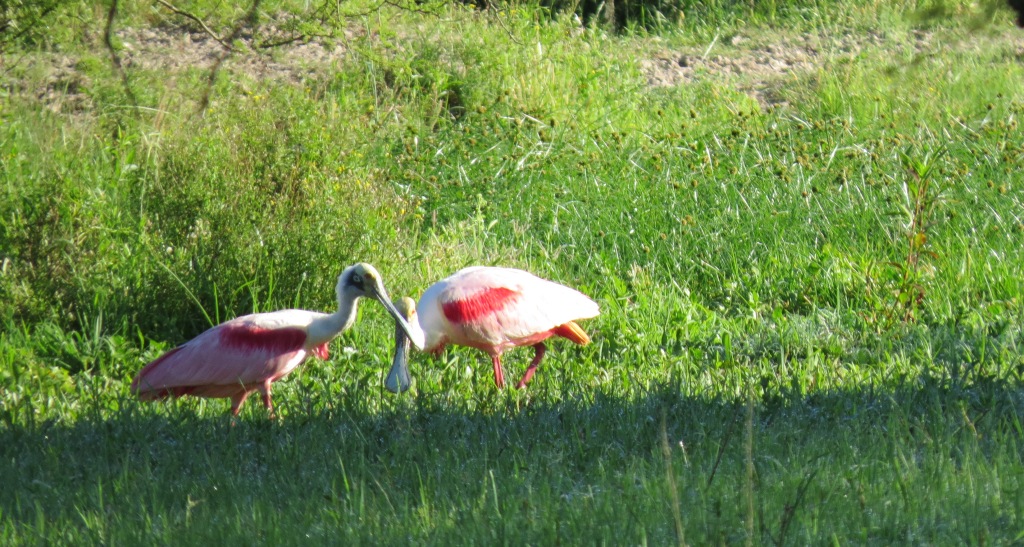 Foto Espátula Rosada