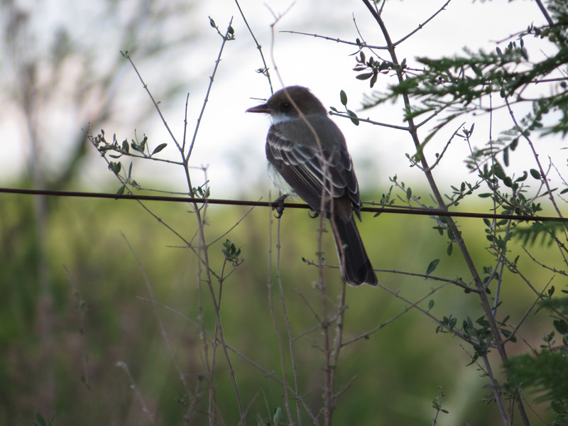 Burlisto Pico Canela (Myiarchus swainsoni)