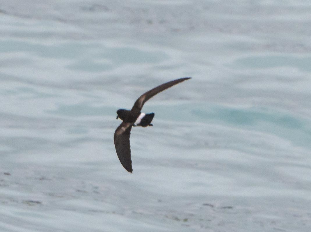 Photo Golondrina de Mar Chica