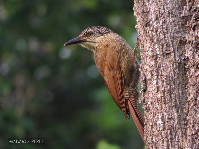 Foto Trepador Oscuro