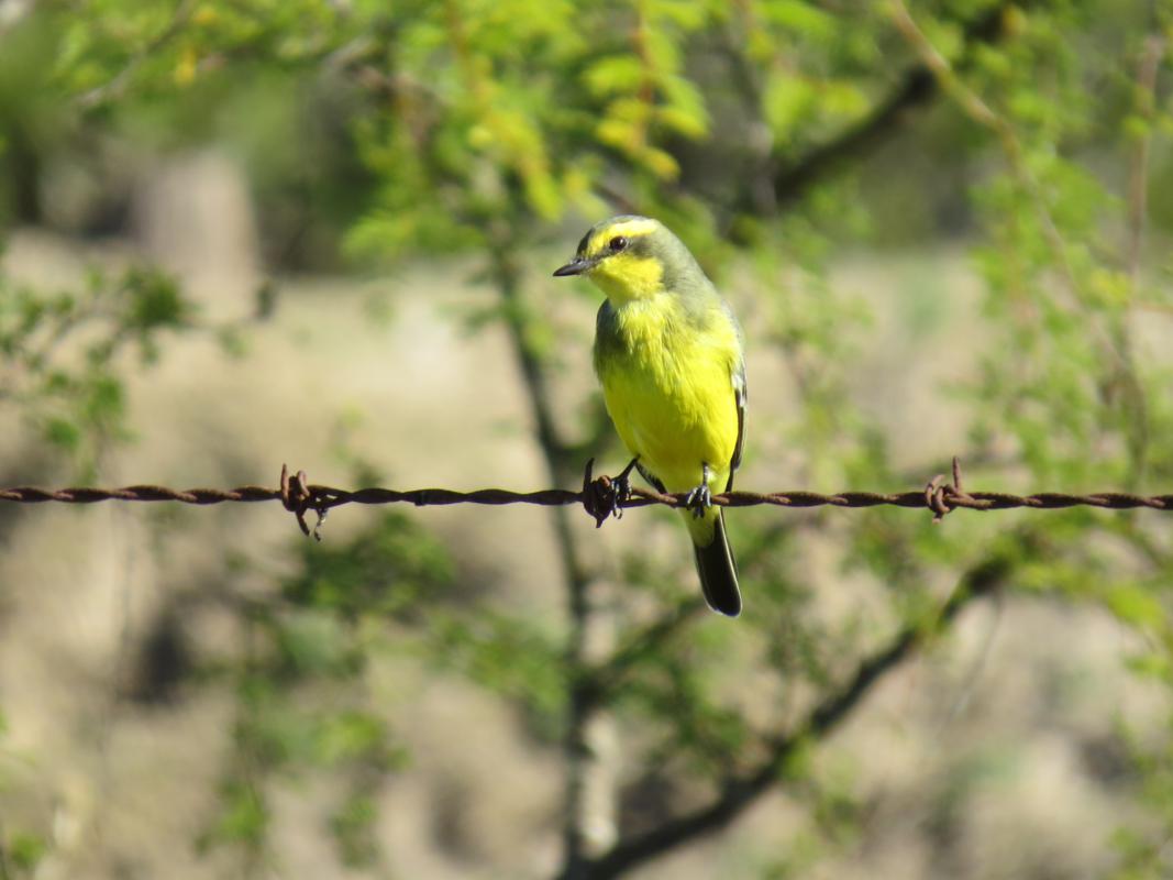 Foto Suirirí Amarillo