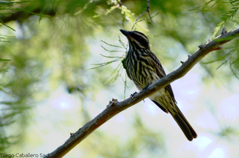 Foto Benteveo Rayado