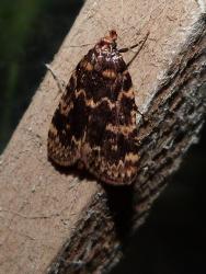 Stored Grain Moth (Aglossa caprealis)