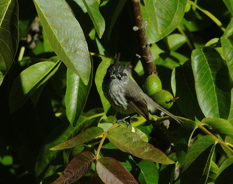 Foto Cachudito Pico Negro