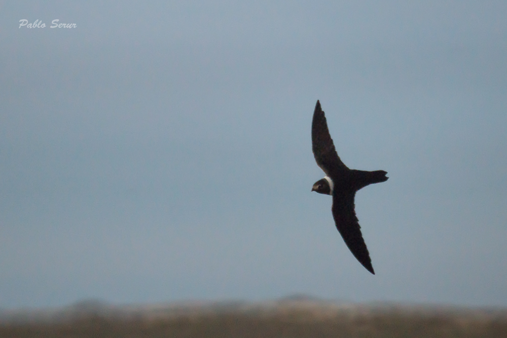 Photo Vencejo de Collar