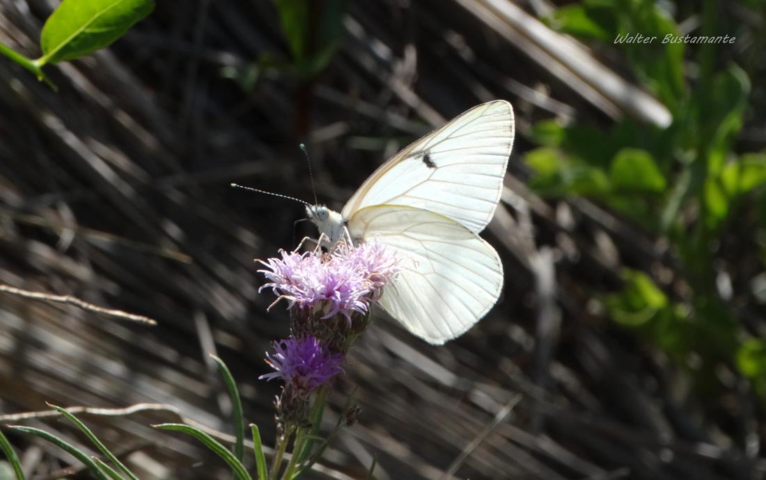 Foto Lechera Argentina