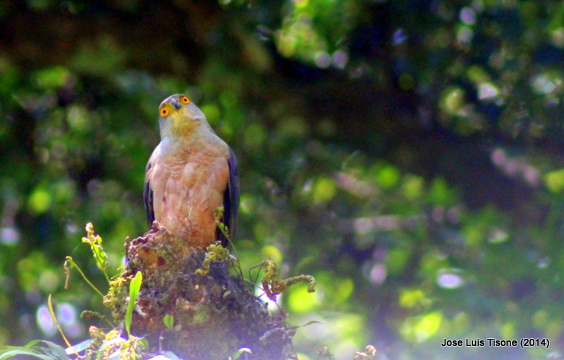 Foto Esparvero Variado