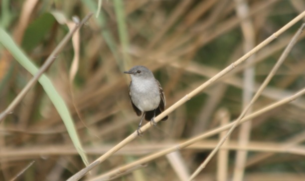 Serpophaga&nbsp;nigricans