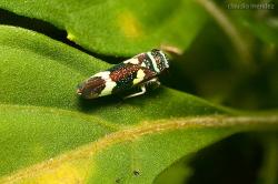  (Macugonalia leucomelas)