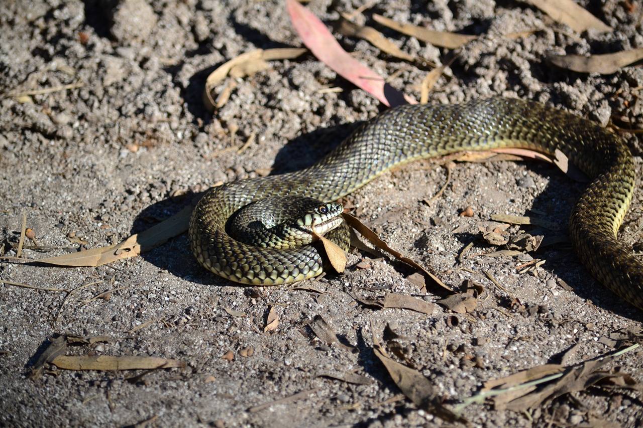 Photo Culebra del Pastizal