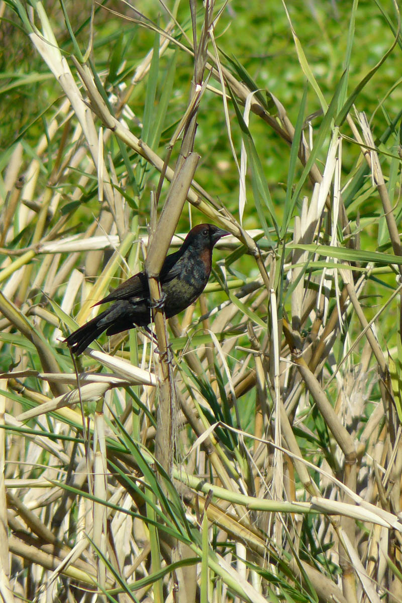 Photo Varillero Congo
