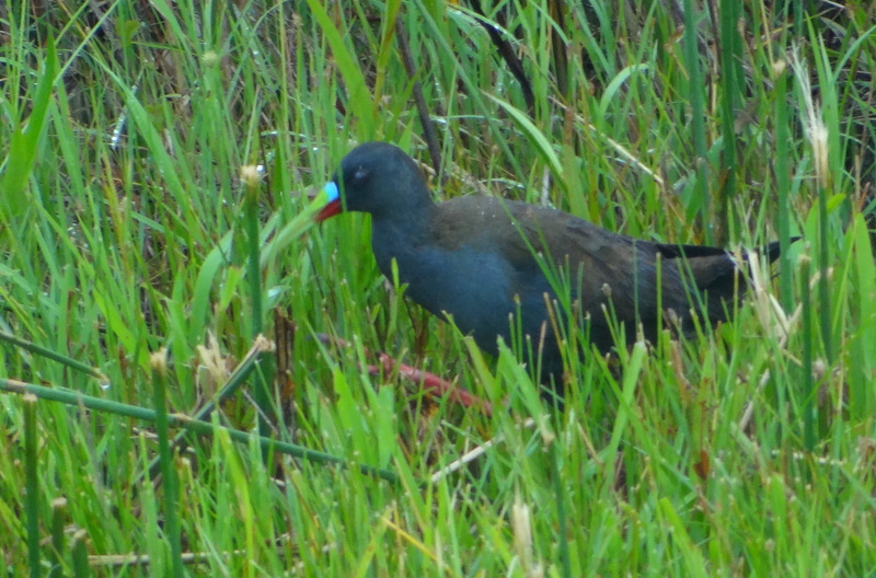 Foto Gallineta Común