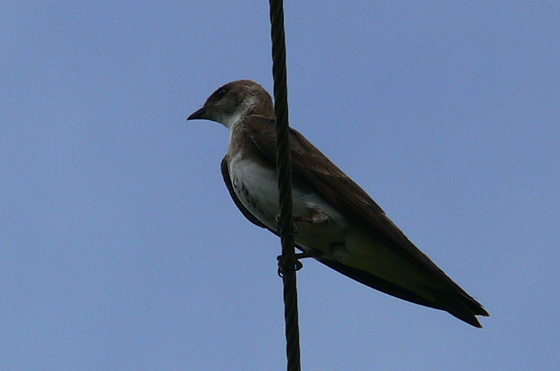 Foto Golondrina Parda