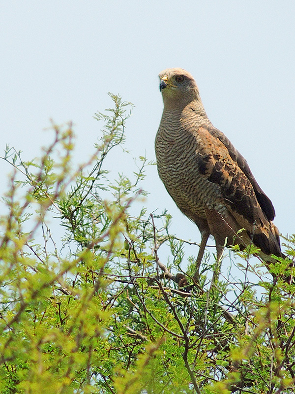 Foto Aguilucho Colorado