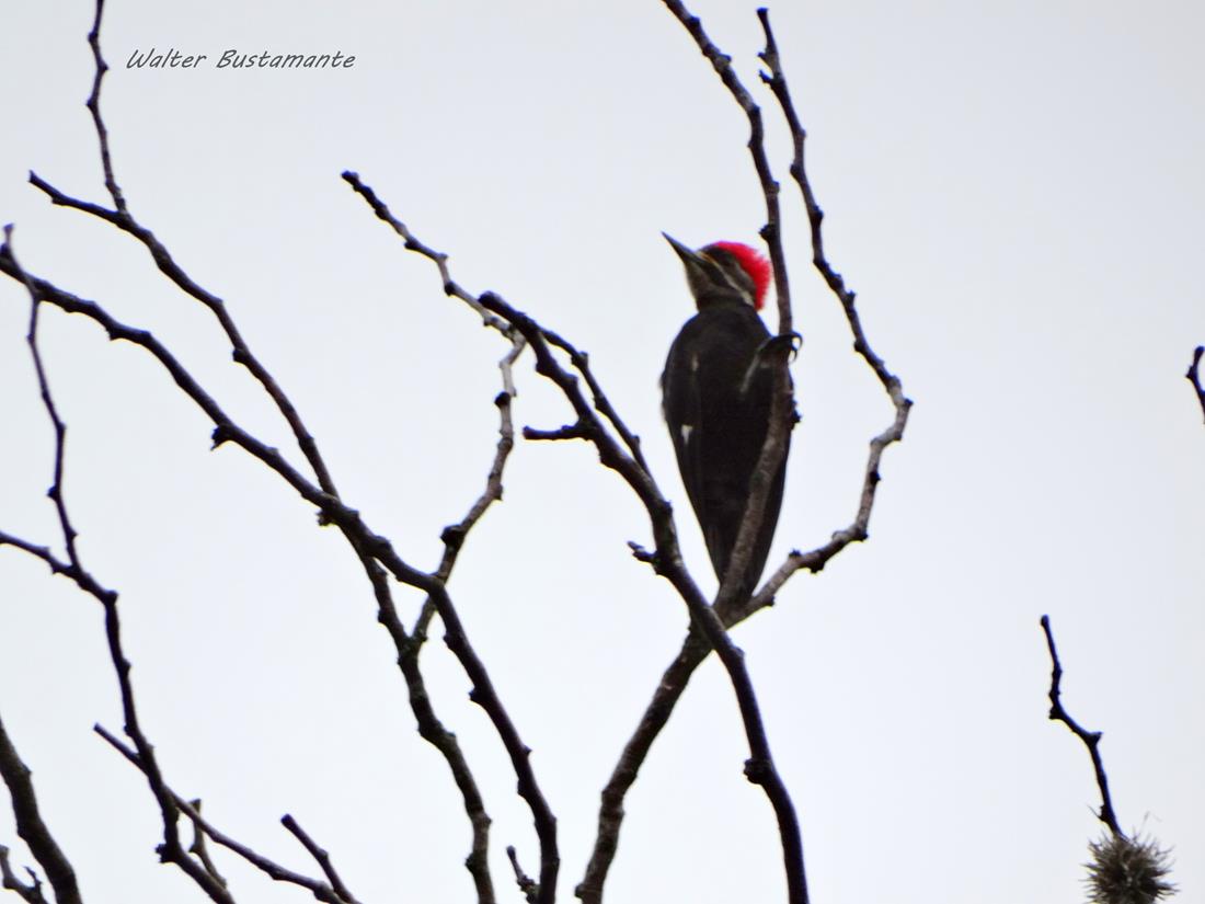 Foto Carpintero Negro
