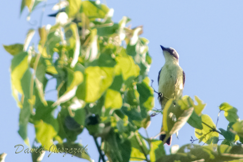 Photo Benteveo Chico