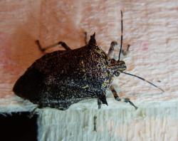 Giant Strong-nosed Stink Bug (Alcaeorrhynchus grandis)