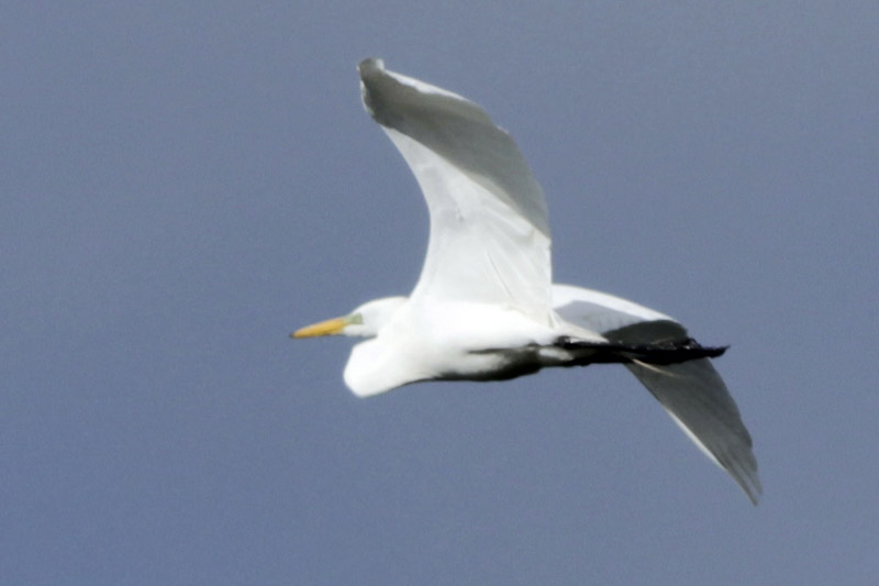 Foto Garza Blanca