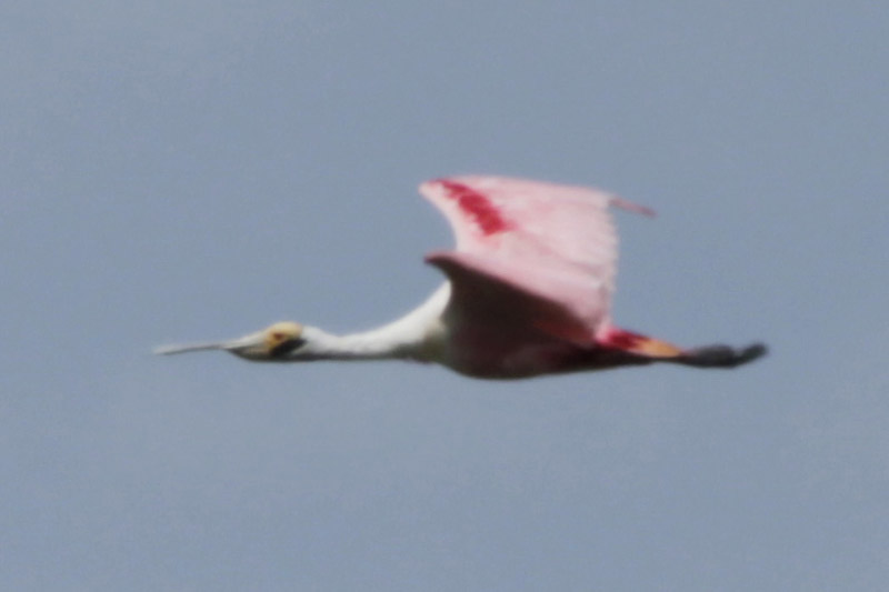 Foto Espátula Rosada