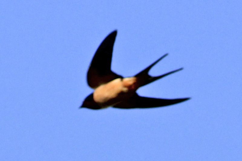Foto Golondrina Tijerita