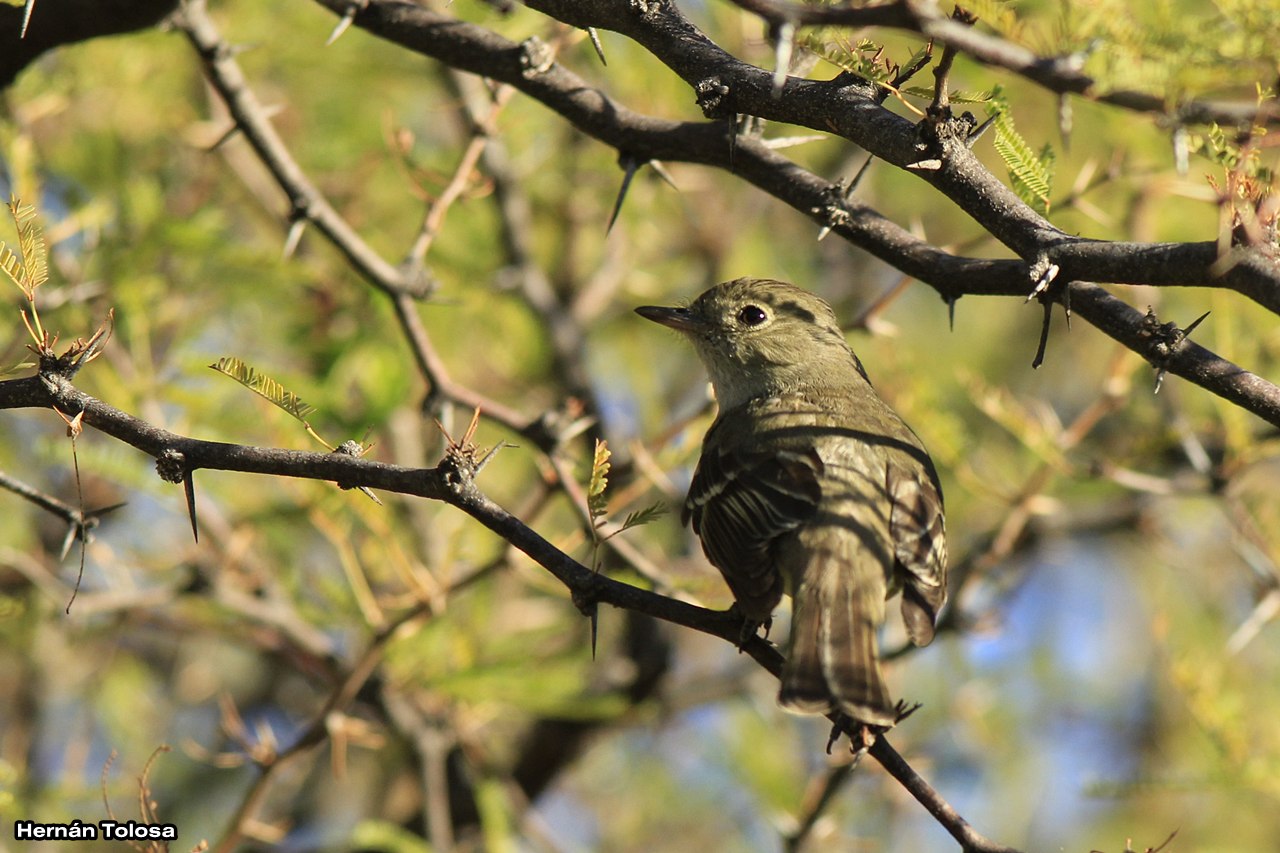 Foto Fiofío Silbón