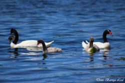 Foto Cisne Cuello Negro