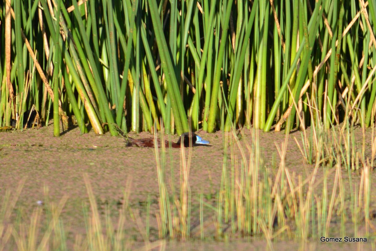 Foto Pato Zambullidor Chico