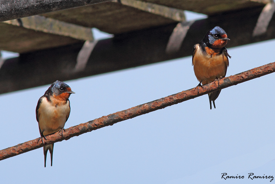 Foto Golondrina Tijerita