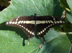 Foto Limonera Grande