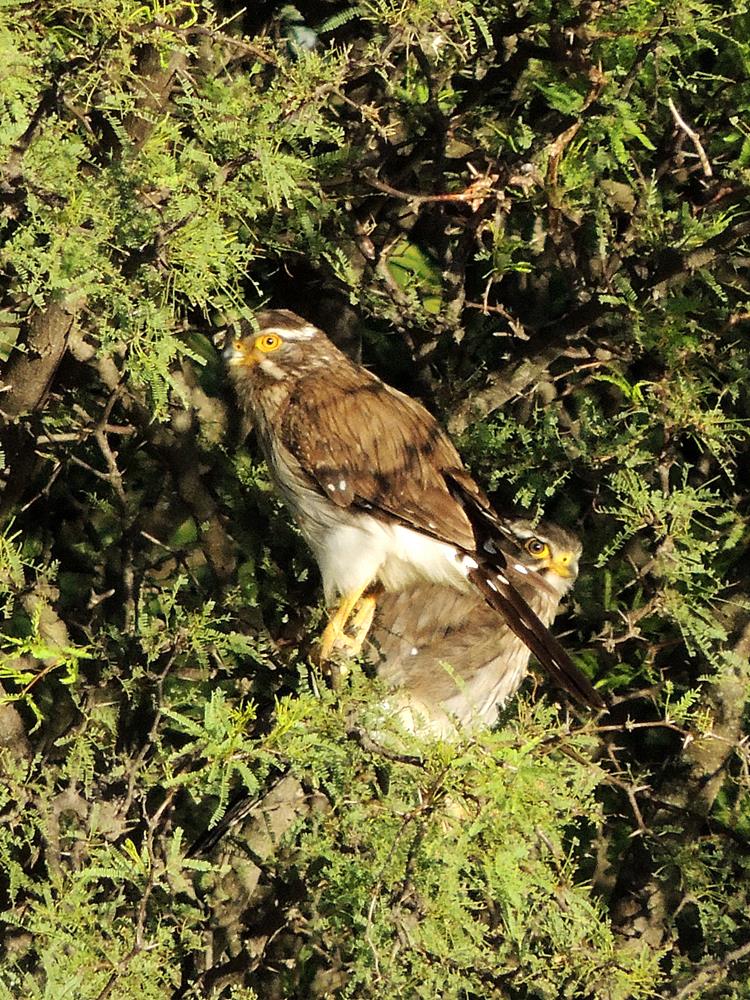 Photo Halconcito Gris