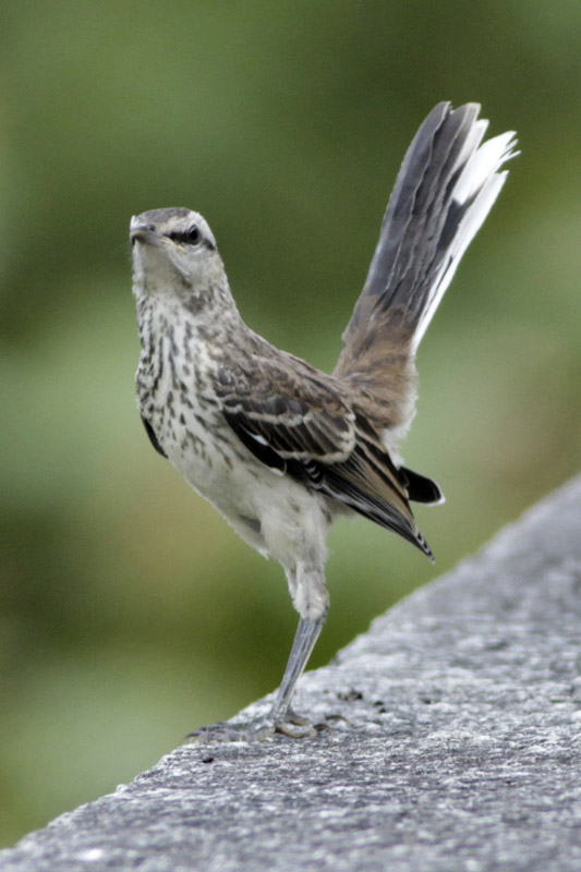 Photo Calandria Grande