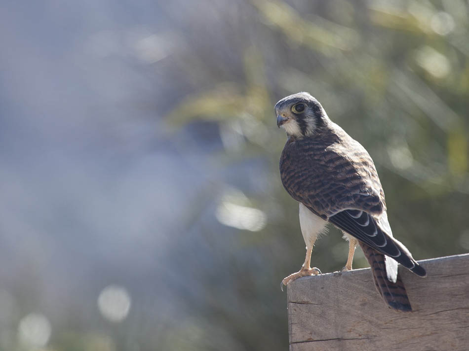 Foto Halconcito Colorado