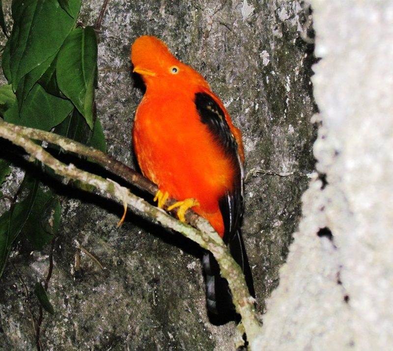 Foto Gallito De Las Rocas Peruano