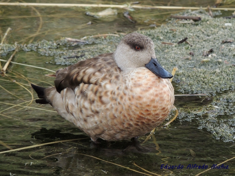 Foto Pato Crestón